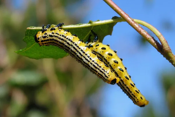 Bürstenhornblattwespe (Arge pullata) – Larven, gesehen in der Plantage im August auf Birke