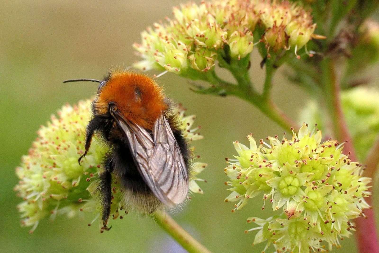 Baumhummel (Bombus Hypnorum) – Gesehen am Deich im September auf Echtem Johanniskraut