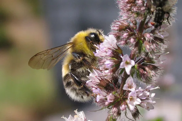 Helle Erdhummel (Bombus lucorum) – Gesehen am Ferienhaus im Juli auf Minze