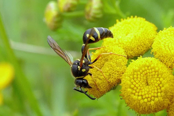 Pillenwespe (Eumenes pedunculatus) – Gesehen am Deich im August auf Rainfarn