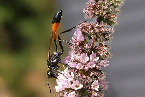 Gemeine Sandwespe (Ammophila sabulosa) – Gesehen am Ferienhaus im Juli auf Minze