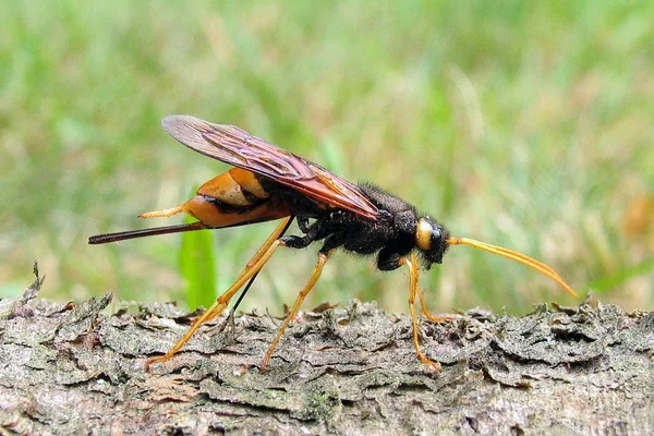 Riesenholzwespe (Urocerus gigas) – Gesehen bei der Eiablage am Ferienhaus im August