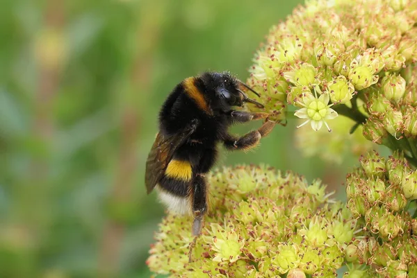 Dunkle Erdhummel (Bombus terrestris) – Gesehen am Deich im August auf Echtem Johanniskraut