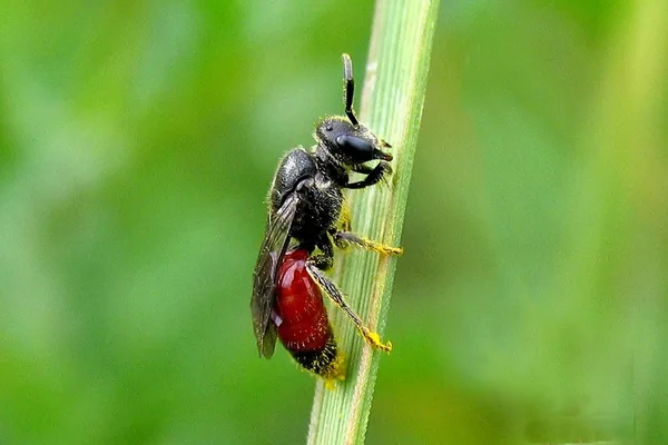 Blutbiene (Sphecodes sp.) – Gesehen am Deich im August
