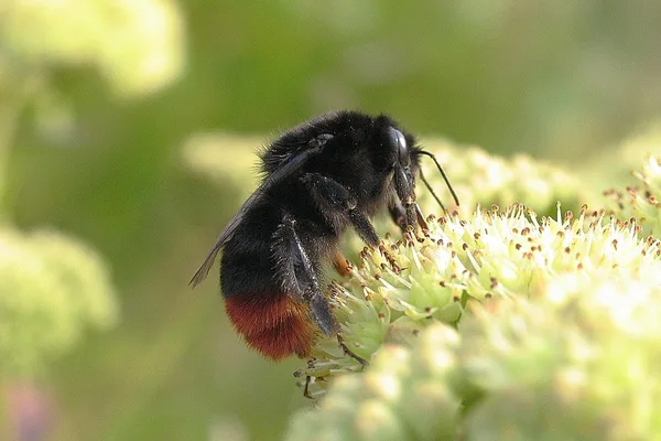 Steinhummel (Bombus Lapidarius) – Gesehen am Deich im August auf Echtem Johanniskraut