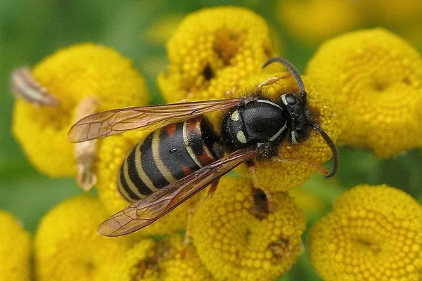Rote Wespe (Vespula rufa) – Gesehen am Deich im August auf Rainfarn