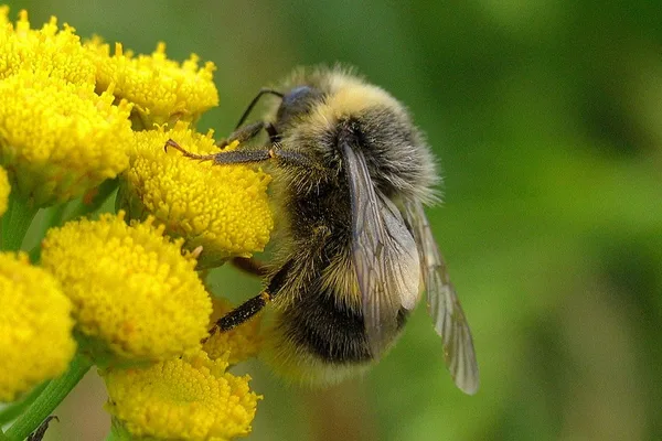 Feld-Kuckuckshummel (Bombus campestris) – Gesehen am Deich im August auf Rainfarn