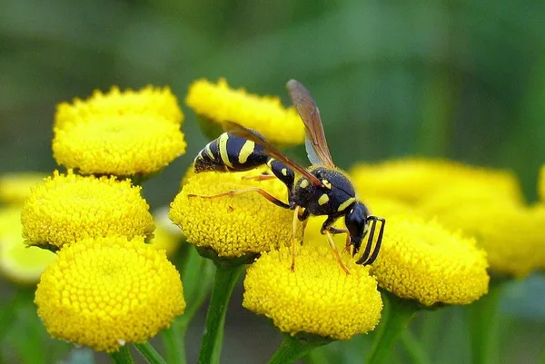Pillenwespe (Eumenes pedunculatus) – Gesehen am Deich im August auf Rainfarn
