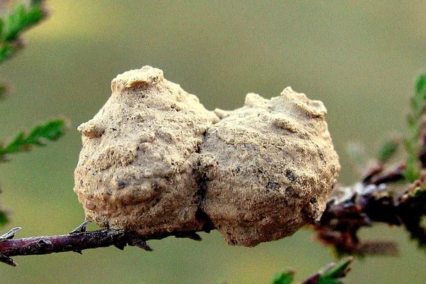 Pillenwespe (Eumenes pedunculatus) – doppelter Lehmtopf für die Eier – Gesehen am Deich im April auf Heidekraut