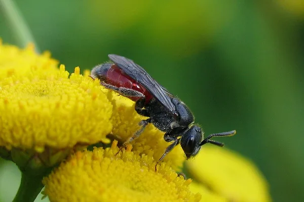 Blutbiene (Sphecodes sp.) – Gesehen am Deich im August auf Rainfarn