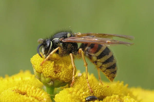 Rote Wespe (Vespula rufa) – Gesehen am Deich im August auf Rainfarn