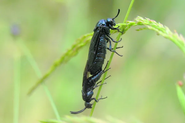 Bürstenhornblattwespe, unbestimmt (Arge sp.) – Paar, gesehen in der Plantage im Juni
