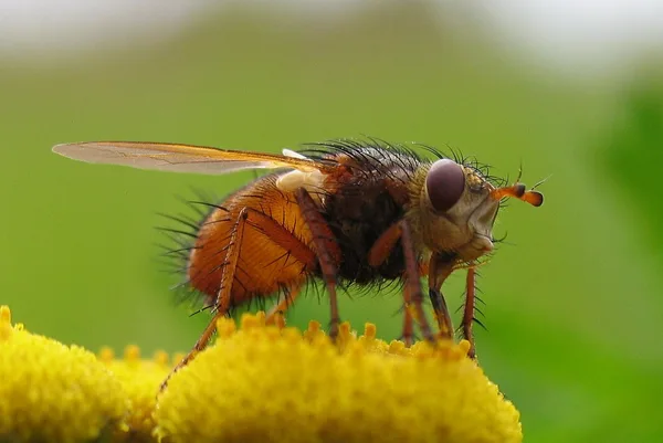 Raupenfliege (Tachina fera) – Gesehen am Deich im August auf Rainfarn