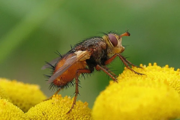 Raupenfliege (Tachina fera) – Gesehen am Deich im August auf Rainfarn
