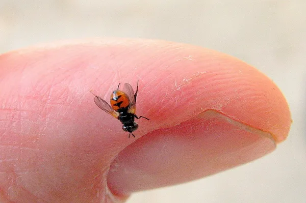 Gymnosoma nitens – Gesehen am Deich im August 2012 – Erstnachweis in Dänemark