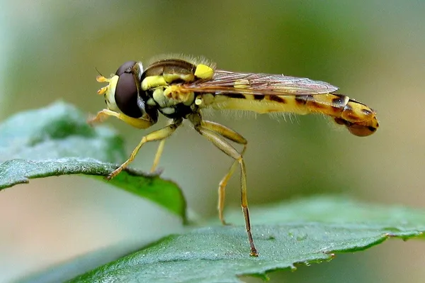 Gemeine Stiftschwebfliege (Sphaerophoria scripta) – Gesehen am Ferienhaus im August
