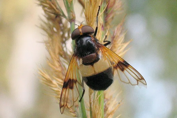 Gemeine Waldschwebfliege (Volucella pellucens) – Gesehen in der Plantage im August