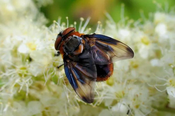 Raupenfliege (Phasia hemiptera) – Gesehen in der Plantage im Juli
