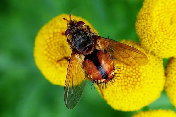Raupenfliege (Tachina fera) – Gesehen am Deich im August auf Rainfarn