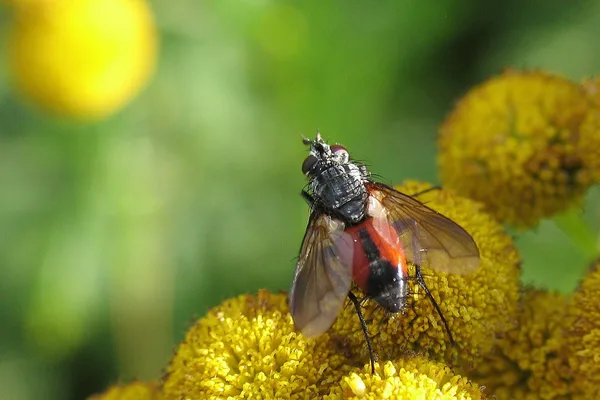 Raupenfliege (Eriothrix rufomaculatus) – Gesehen am Deich im August auf Rainfarn