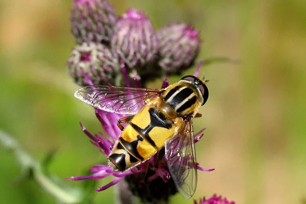 Schwebfliege (Helophilus trivittatus) – Gesehen in der Plantage im Juni auf Distel