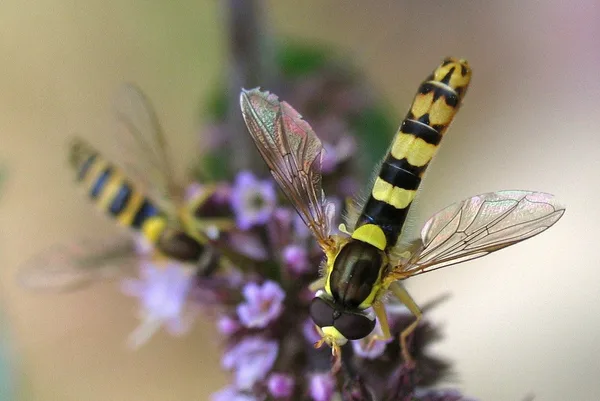 Gemeine Stiftschwebfliege (Sphaerophoria scripta) – Gesehen am Ferienhaus im August