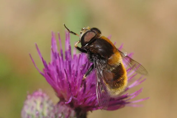 Schwebfliege (Eristalis intricaria) – Gesehen in der Plantage im Juni auf Distel