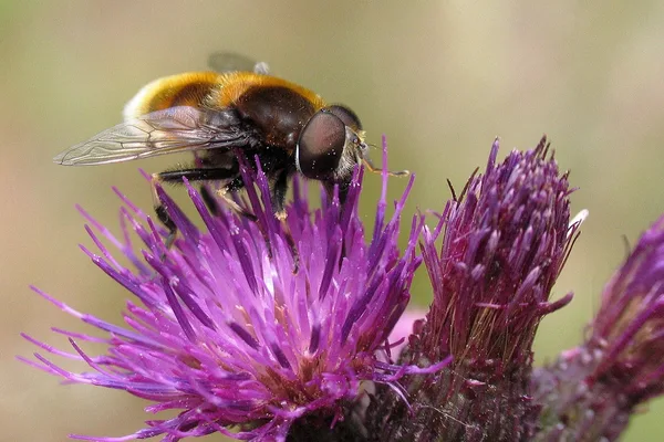 Schwebfliege (Eristalis intricaria) – Gesehen in der Plantage im Juni auf Distel