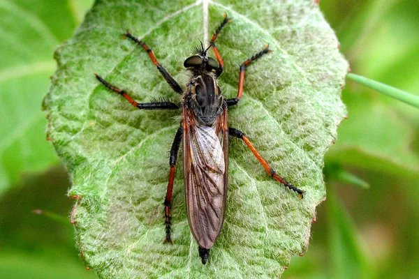 Fliegen und Mücken (Zweiflügler)