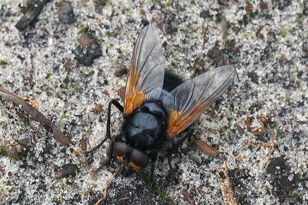 Mittagsfliege (Mesembrina meridiana) – Gesehen in der Plantage im September