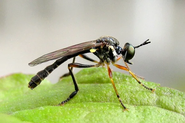 Raubfliege (Dioctria rufipes) – Gesehen am Ferienhaus im Juni