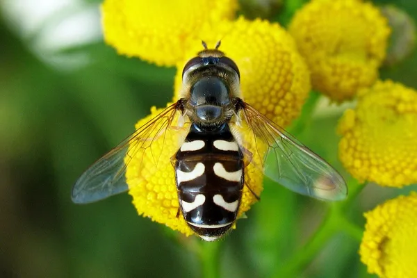 Schwebfliege (Scaeva pyrastri) – Gesehen am Deich im August auf Rainfarn