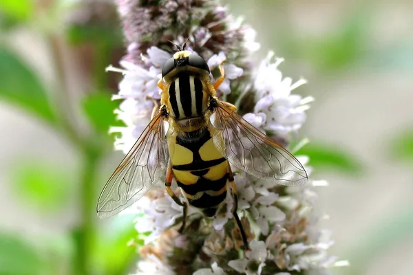 Gemeine Sumpfschwebfliege (Helophilus pendulus) – Gesehen am Ferienhaus im August auf Minze