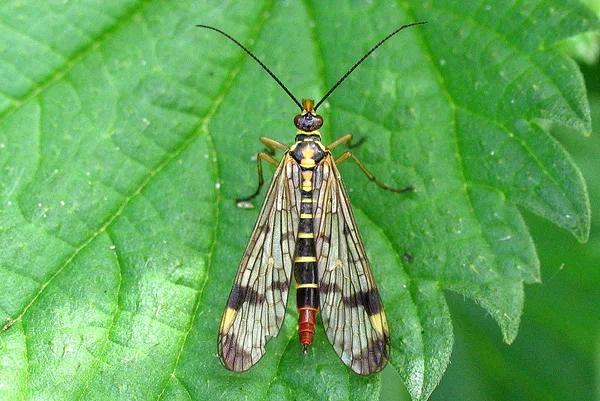 Common Scorpionfly (Panorpa communis) – Seen in the plantation in September