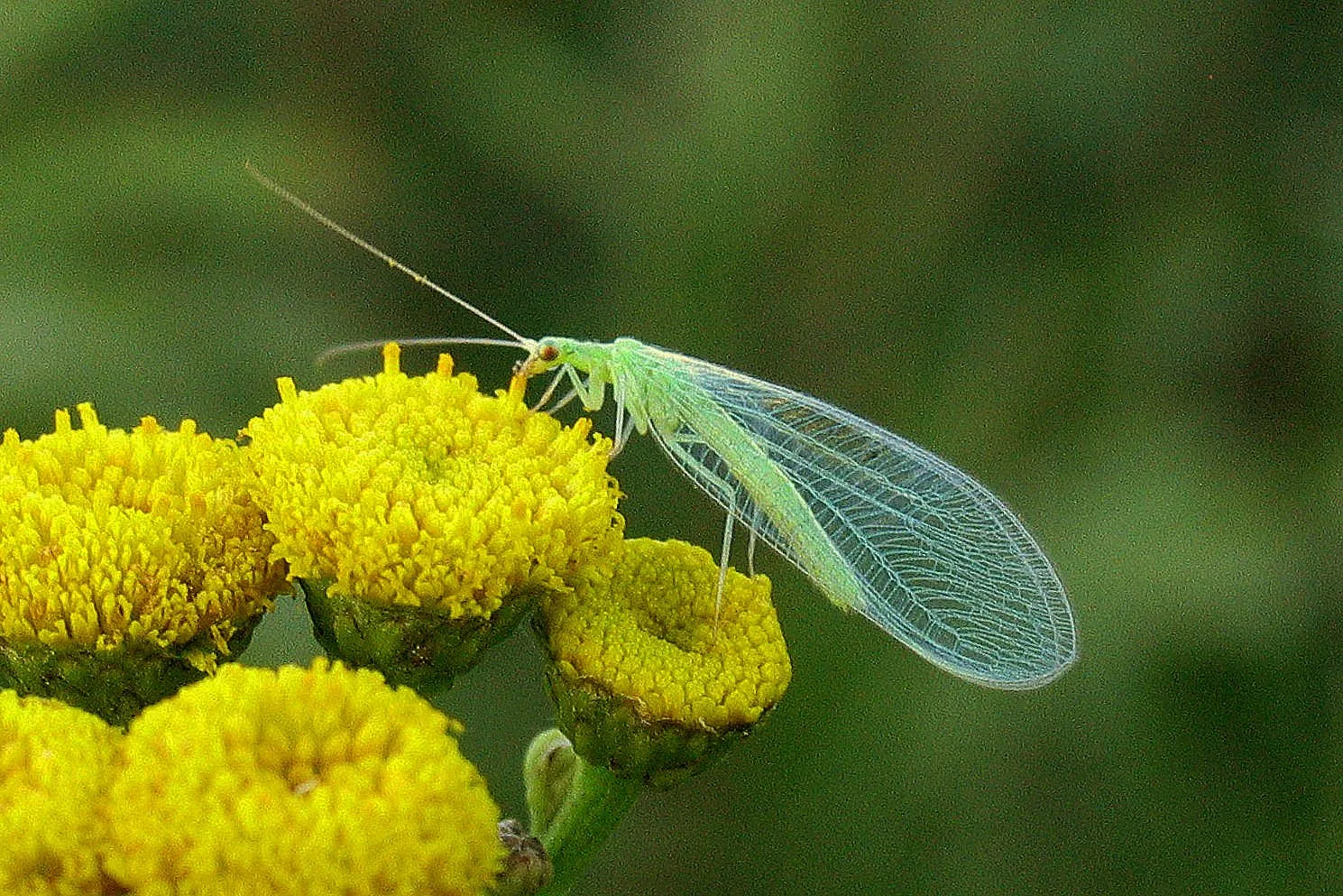 Common Green Lacewing (Chrysopa carnea) – Seen on the dike in August on Tansy