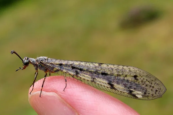 Suffolk Antlion (Euroleon nostras) – Seen at the summer house in August – Very rare in the area.