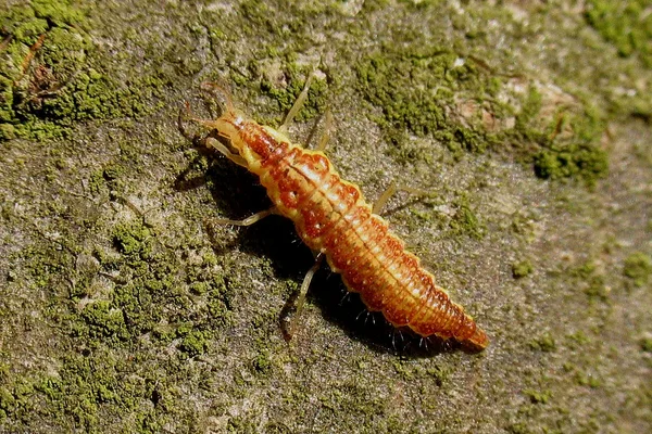 Common Green Lacewing (Chrysopa carnea) – Larva (known as an “aphid lion”) seen at the summer house in September