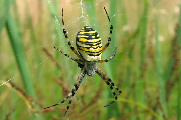 Spinnen (Webspinnen)