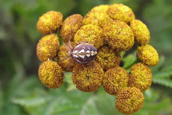 Radnetzspinne (Neoscona adianta) – Gesehen in der Plantage im August auf Rainfarn