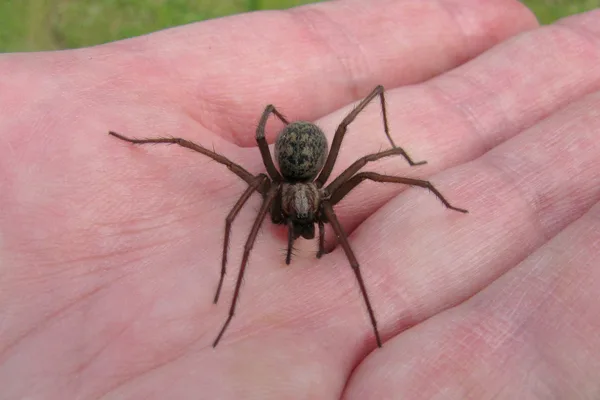 Große Winkelspinne (Eratigena atrica) – Gesehen am Ferienhaus im Mai