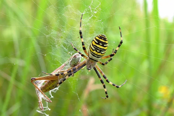 Wespenspinne (Argiope bruennichi) – Gesehen am Deich im August – Eine Heuschrecke hat sich im Netz verfangen