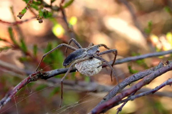 Listspinne (Pisaura mirabilis) – Weibchen mit Eikokon, gesehen am Deich im Juli auf Heidekraut