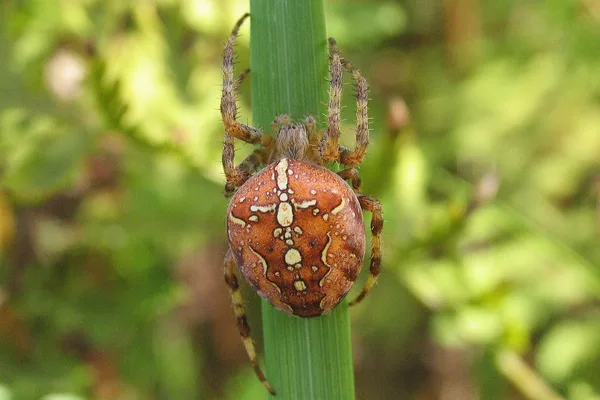 Gartenkreuzspinne (Araneus diadematus) – Gesehen am Deich im August