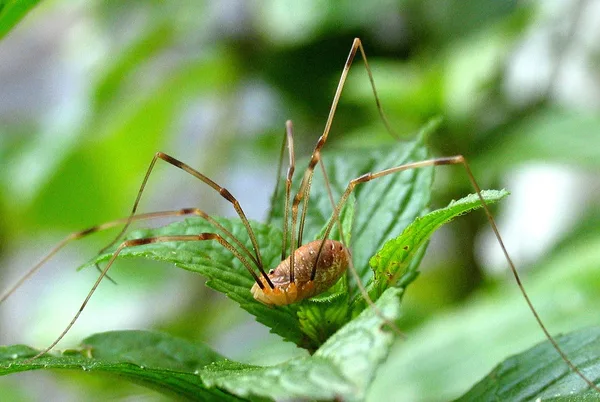 Weberknecht (Opilio canestrinii) – Gesehen in der Plantage im August