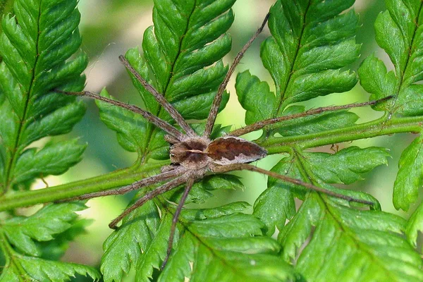 Listspinne (Pisaura mirabilis) – Gesehen in der Plantage im Juni auf Farn