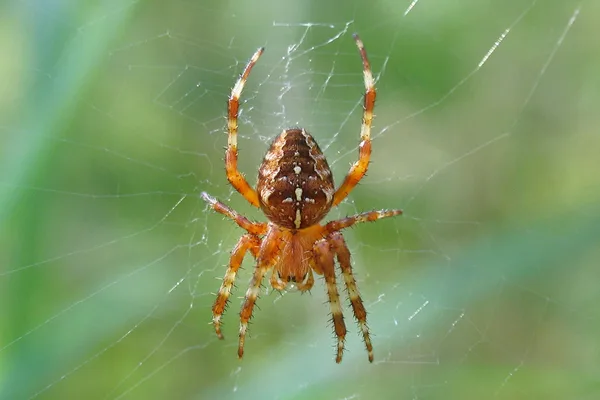 Gartenkreuzspinne (Araneus diadematus) – Gesehen am Deich im August