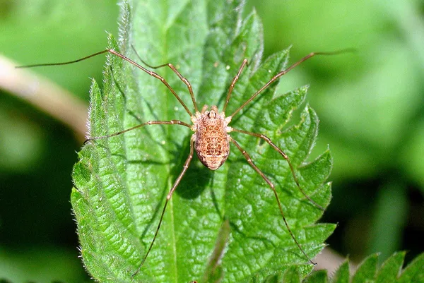 Weberknecht (Platybunus triangularis) – Gesehen in der Plantage im Mai