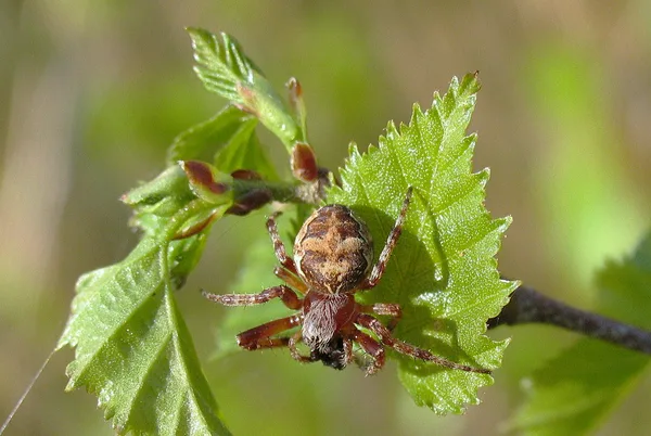 Schilfradspinne (Larinioides cornutus) – Gesehen in der Plantage im April