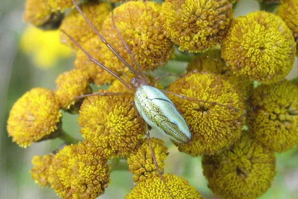Streckerspinne (Tetragnatha sp) – Gesehen am Deich im August auf Rainfarn