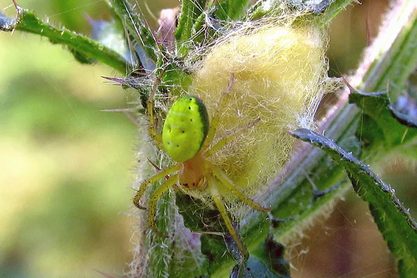 Kürbisspinne (Araniella cucurbitina) – Weibchen mit Eikokon, gesehen in der Plantage im Juli